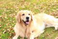 【犬図鑑】ゴールデン・レトリーバーの歴史や特徴、飼い方のポイント