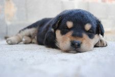 犬の睡眠時間は人間より長い 睡眠時間は年齢 犬種によっても違う シェリー Goo ニュース