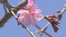 ついに桜が咲きました／千葉市・検見川さくら祭り