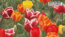匝瑳の”春の風物詩”チューリップ見ごろ／のさか花の広場・千葉県