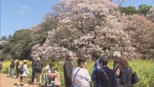 「吉高の大桜」見ごろ　樹齢約４００年の一本桜