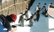 避難ペンギン「元気でね」　ファミリーパーク  受け入れ８羽返す　施設復旧  のとじま水族館へ