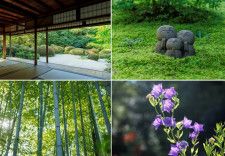 四季の草花が彩る京都・洛北の名庭「詩仙堂」で、心ほどけるひとときを