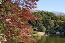 上野秋さんぽに♪本当は秘密にしたい「東博」の楽しみ方〜紅葉が美しい庭園や穴場のテラス席も「東京国立博物館」