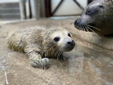 東武動物公園に“ゴマフアザラシ”の赤ちゃん誕生！　名前募集＆バックヤード一般公開も決定