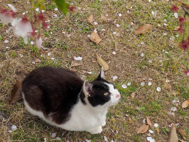 桜が散るのは寂しいけれど  ヒラヒラ舞ってきれいだニャ  佐々木まことの犬猫脱力写真館