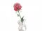 【4月22日の花】サムライ  深紅のエレガントなバラ