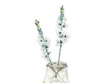 【4月27日の花】アクアマリン  宝石のような透き通ったブルーが美しい
