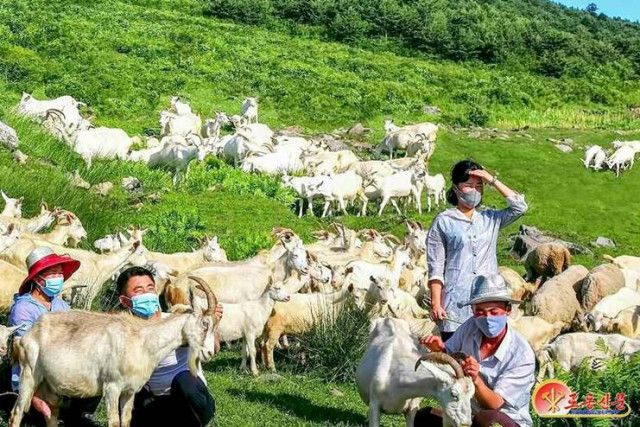 牧場のヤギの４割が病死する北朝鮮牧畜業の深刻な現状