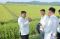 北朝鮮で小麦の作付面積が５割増…食糧難から脱却できるか