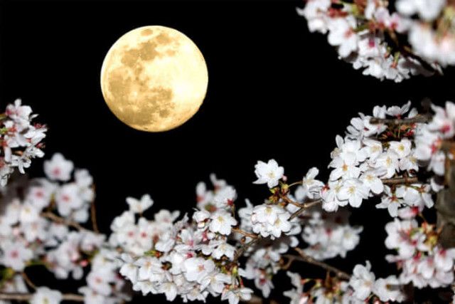 「日本の桜」が世界で大人気――歌人西行の「桜好き」がワシントン、ハンブルグへ広がるまで