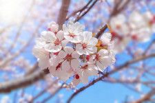 見頃を迎える東京の桜
