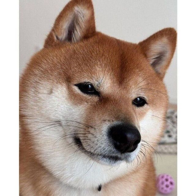 昼寝から起きて「散歩の催促」をする柴犬 “ほわ〜ん”とした表情で静かに訴える様子が可愛すぎた！