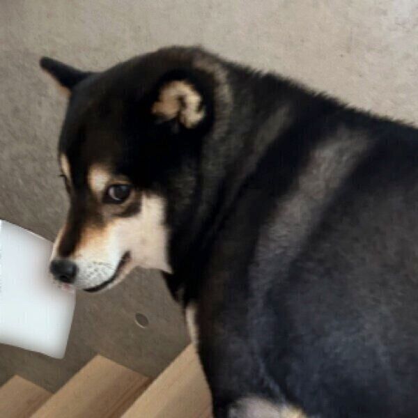 カメラ目線でドヤ顔の柴犬、くわえていた“意外なモノ”は!? 　「それをどうする気だ」「いたずらっ子の顔」と話題