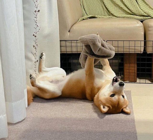 謎の“ひとり遊び”をする柴犬の姿を冷ややかに見つめる猫 テンションの差が明らかな写真に反響！