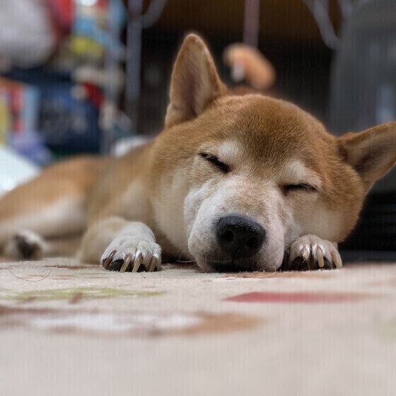 【調査】愛犬と一緒に寝ている人はどれくらい？添い寝の注意点を獣医師が解説