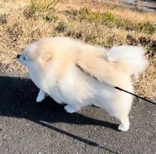 「変形する犬」が話題に！強風の日のお散歩を張り切る姿が勇ましい