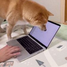 飼主さんが動かすパソコンのカーソルを「虫」だと思って追いかける犬　「豪快で可愛らしい姿」に思わず爆笑