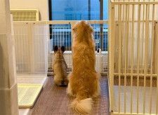 仲良く並んで窓の外を眺める2頭の犬　「切なかわいい後ろ姿」から読み取れる心理は｜獣医師解説