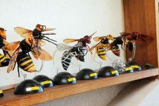日本には10種類以上のスズメバチが生息している＝東京都内、米倉昭仁撮影