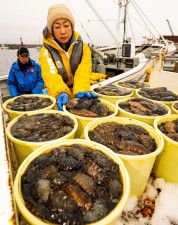 待ってた「横浜なまこ」　３年ぶり水揚げ、正月の食卓に