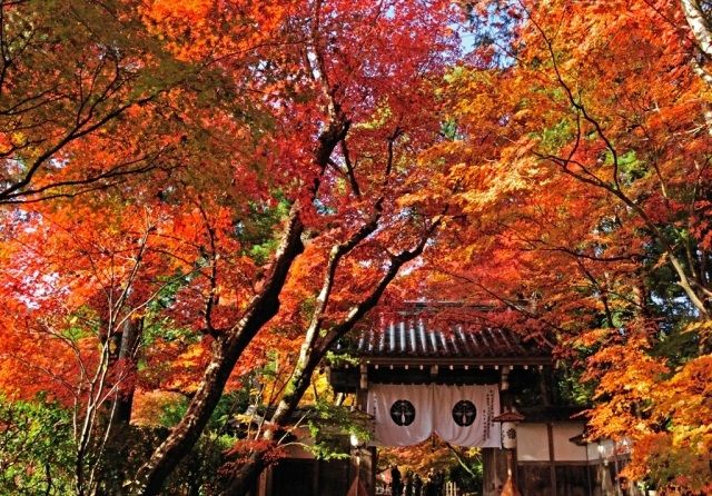 秋のもみじめぐり光明寺「紅葉の特別入山」