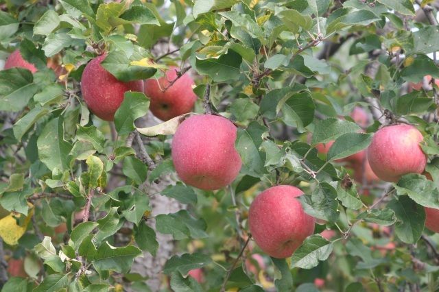 和気町　観光りんご園　りんご狩り