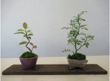 国営昭和記念公園　盆栽教室2023「お正月に飾る寄せ植えづくり」