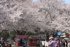 桜舞う鴻巣公園