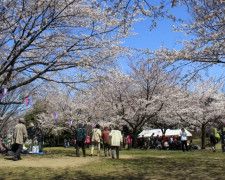 赤城公園の桜