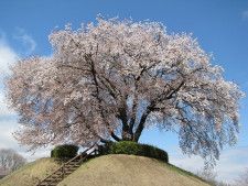 シンボル「つがの里桜（山桜・樹齢180年）」
