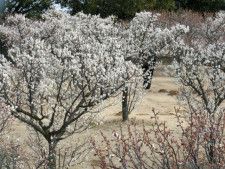 古代蓮の里　四季の花キャンペーン「梅」
