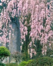 入江泰吉「大野寺しだれ桜」1979年　(C) 入江泰吉記念奈良市写真美術館