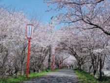桜並木の様子