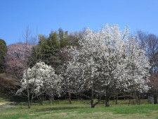 植物園教室〜春の花と樹木〜