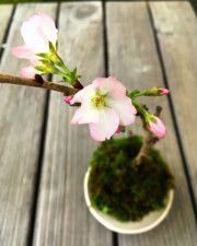 春を彩る桜の苔玉ワークショップ