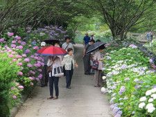 【花・見ごろ】和歌山県植物公園緑花センターのアジサイ
