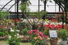 【花・見ごろ】和歌山県植物公園緑花センターのバラ