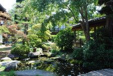 田中本家博物館　中庭の沙羅の木（右の建物が喫茶室）