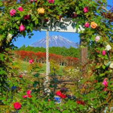 写真コンテスト最優秀賞作品　バラ越しの富士山