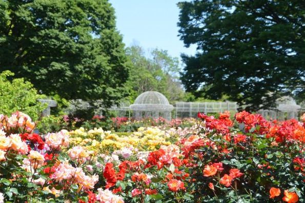 「春のローズフェスタ」小田原フラワーガーデンで、色彩豊かな春バラ約160品種・360本が見頃に