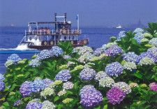 「八景島あじさい祭」“県内最大級”2万株の紫陽花、横浜・八景島シーパラダイスで限定イベントも