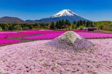富士山麓の春の風物詩「富士芝桜まつり」約50万株の芝桜咲く絶景お花見イベント、山梨・富士河口湖で