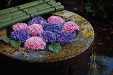 ホテル椿山荘東京、可憐な紫陽花が水に漂う庭園演出「紫陽花の花手水」紫陽花モチーフの限定スイーツも