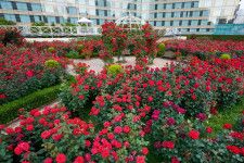ホテルニューオータニ(東京)がローズガーデンを公開、真紅のバラ咲く屋上庭園-アフタヌーンティーも