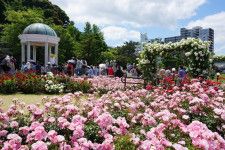 横須賀市ヴェルニー公園「春のローズフェスタ」色や香りが異なる多彩な約130類の“春バラ”が見頃に