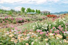 広島・世羅高原花の森「ローズフェスタ」150品種7,200株のイングリッシュローズが開花