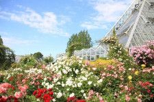 植物園「大阪府立花の文化園」のバラが見頃に、約500品種・1,400株が開花