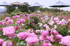 広島・そらの花畑世羅高原花の森「ローズフェスタ」150品種7,200株が見頃に、茜空×バラの絶景も