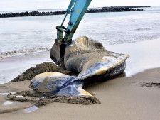 新地の砂浜にクジラ　死んだ状態、調査後に埋設へ